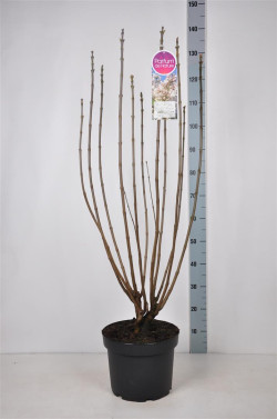 Alyva paprastoji (Lot Syringa v.) 'Beauty of Moscow' C10 70-90 CM 4+ BRANCHE - nuotrauka 2