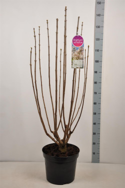 Alyva paprastoji (Lot Syringa v.) 'Beauty of Moscow' C15 90-120 CM 6+ BRANCHE - nuotrauka 2