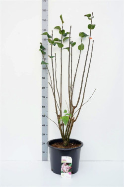 Alyva paprastoji (Lot Syringa v.) 'Beauty of Moscow' C20 100-125 CM