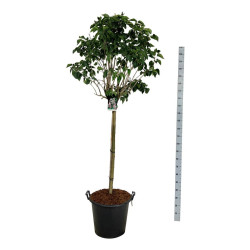 Alyva paprastoji (Lot Syringa v.) 'Beauty of Moscow' C55 STIEBAS 120 CM