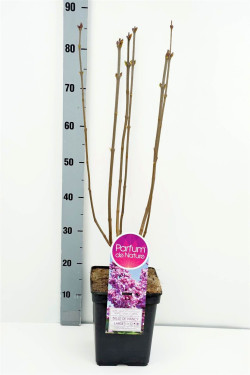 Alyva paprastoji (Lot Syringa v.) 'Belle de Nancy' C5/P23 50-70 CM 3-5 Branche - nuotrauka 1