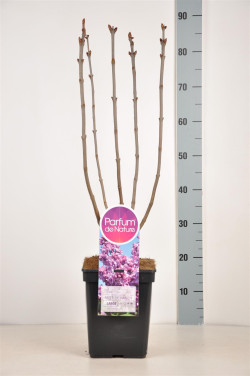 Alyva paprastoji (Lot Syringa v.) 'Belle de Nancy' C5/P23 50-70 CM 3-5 Branche - nuotrauka 2
