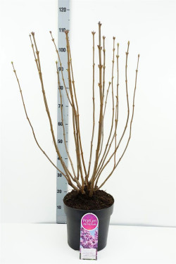 Alyva paprastoji (Lot Syringa v.) 'Belle de Nancy' C10 70-90 CM 3-5 Branche