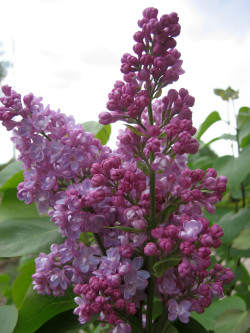 Alyva paprastoji (Lot Syringa v.) 'Belle de Nancy' C15 90-120 CM 6+ BRANCHE - nuotrauka 1