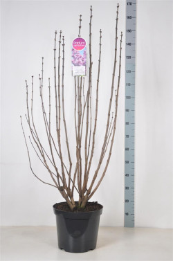 Alyva paprastoji (Lot Syringa v.) 'Belle de Nancy' C15 90-120 CM 6+ BRANCHE - nuotrauka 2