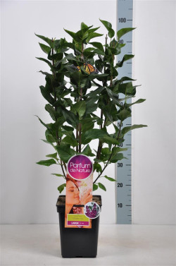 Alyva paprastoji (Lot Syringa v.) 'Charles Joly' C5/P23 50-70 CM 3-5 Branche - nuotrauka 1