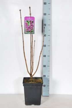 Alyva paprastoji (Lot Syringa v.) 'Charles Joly' C5/P23 50-70 CM 3-5 Branche - nuotrauka 2