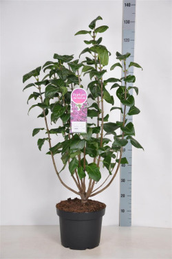 Alyva paprastoji (Lot Syringa v.) 'Charles Joly' C10 70-90 CM 4+ BRANCHE SOLITAIR - nuotrauka 1