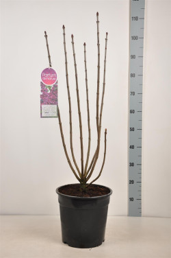 Alyva paprastoji (Lot Syringa v.) 'Charles Joly' C10 70-90 CM 4+ BRANCHE SOLITAIR - nuotrauka 2