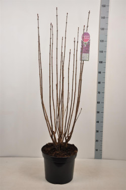Alyva paprastoji (Lot Syringa v.) 'Charles Joly' C15 90-120 CM 6+ Branches - nuotrauka 2