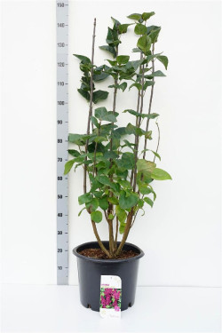 Alyva paprastoji (Lot Syringa v.) 'Charles Joly' C20 100-125 CM