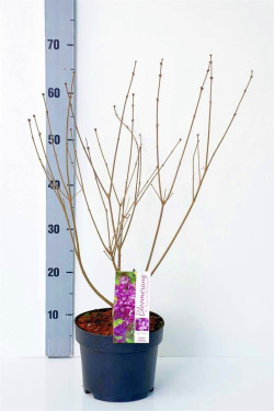 Alyva paprastoji (Lot Syringa v.) 'Dark Purple' C3/P19 40-50 CM - nuotrauka 1