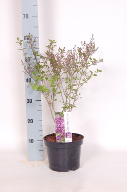 Alyva paprastoji (Lot Syringa v.) 'Dark Purple' C3/P19 40-50 CM - nuotrauka 2