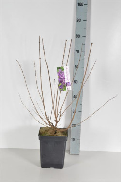 Alyva paprastoji (Lot Syringa v.) 'Dark Purple' C5/P23 40-60 CM 8-10+ Branches