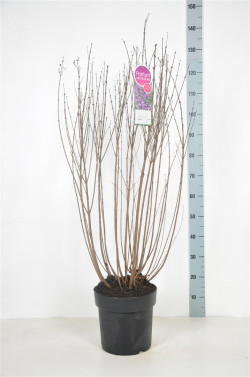 Alyva paprastoji (Lot Syringa v.) 'Dark Purple' C10 70-90 CM 6+ Branches