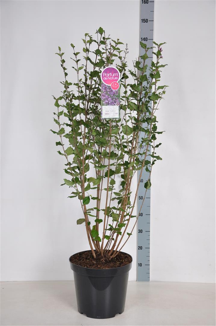 Alyva paprastoji (Lot Syringa v.) 'Dark Purple' C15 70-100 CM 15+ Branches