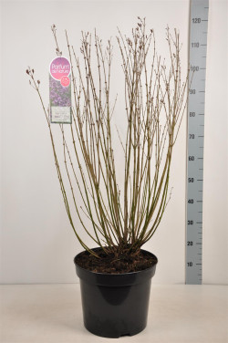 Alyva paprastoji (Lot Syringa v.) 'Dark Purple' C15 70-100 CM 15+ Branches - nuotrauka 2