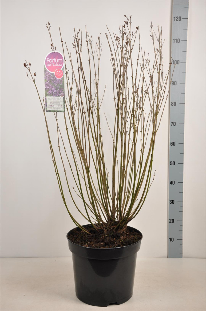 Alyva paprastoji (Lot Syringa v.) 'Dark Purple' C15 70-100 CM 15+ Branches