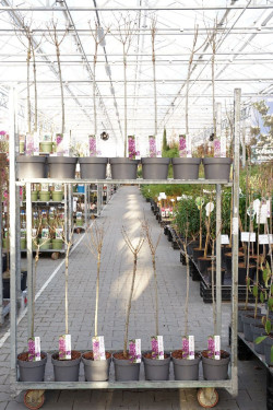 Alyva paprastoji (Lot Syringa v.) 'Dark Purple' C3/P19 STIEBAS 60 CM