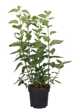 Alyva paprastoji (Lot Syringa v.) 'Mme Florent Stepman' C3/P19 40-60 CM