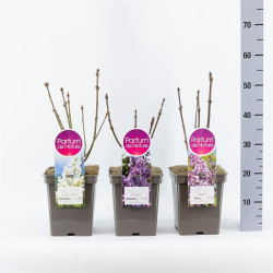 Gauruotoji alyva MIX (Lot Syringa vilosae)  C5/P23 30-50 CM 4-6 Branches