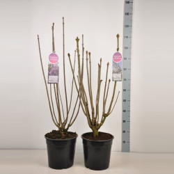 Gauruotoji alyva MIX (Lot Syringa vilosae)  C10 60-80 CM 4-6 Branches