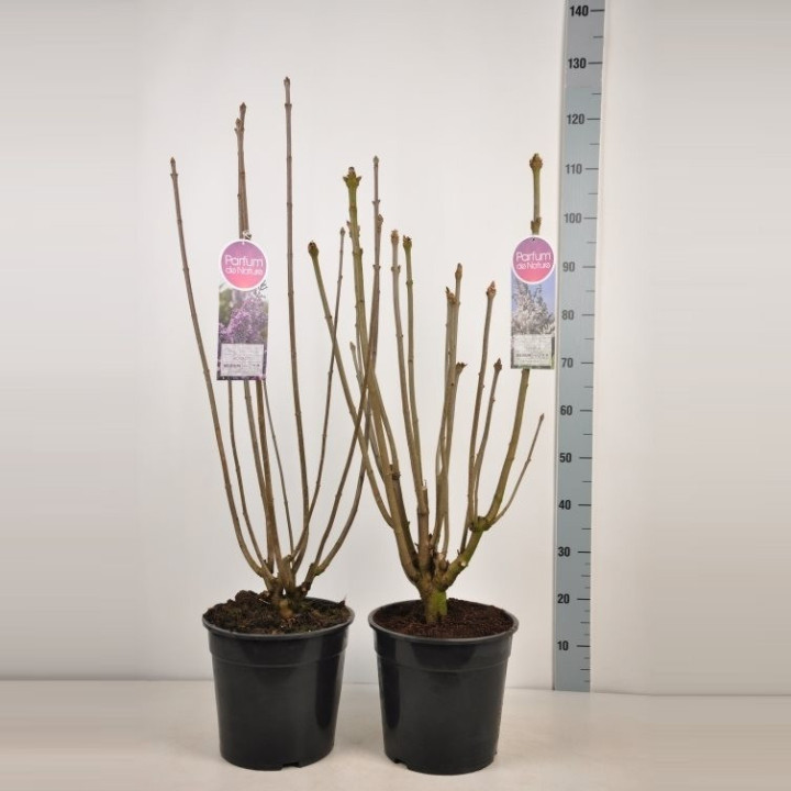Gauruotoji alyva MIX (Lot Syringa vilosae)  C10 60-80 CM 4-6 Branches