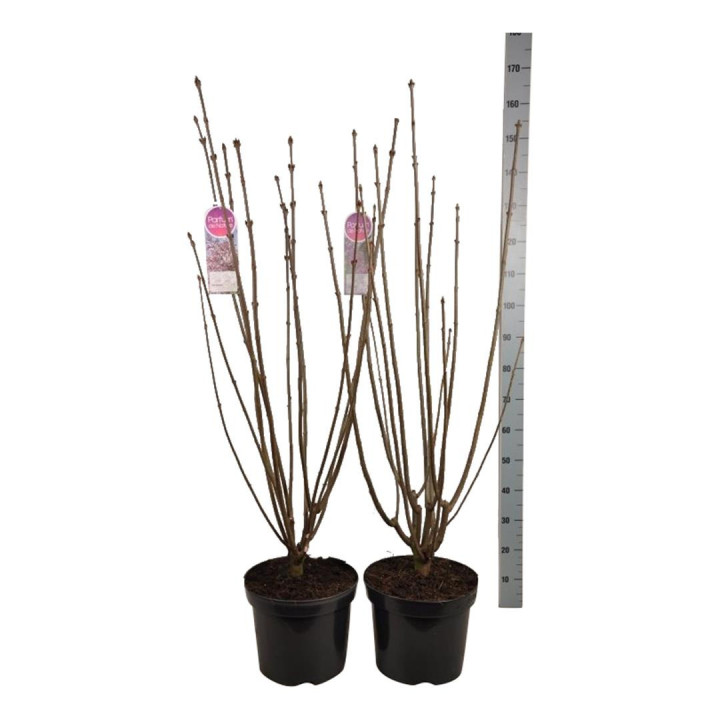 Gauruotoji alyva MIX (Lot Syringa vilosae)  C15 70-80 CM 6+ Branches
