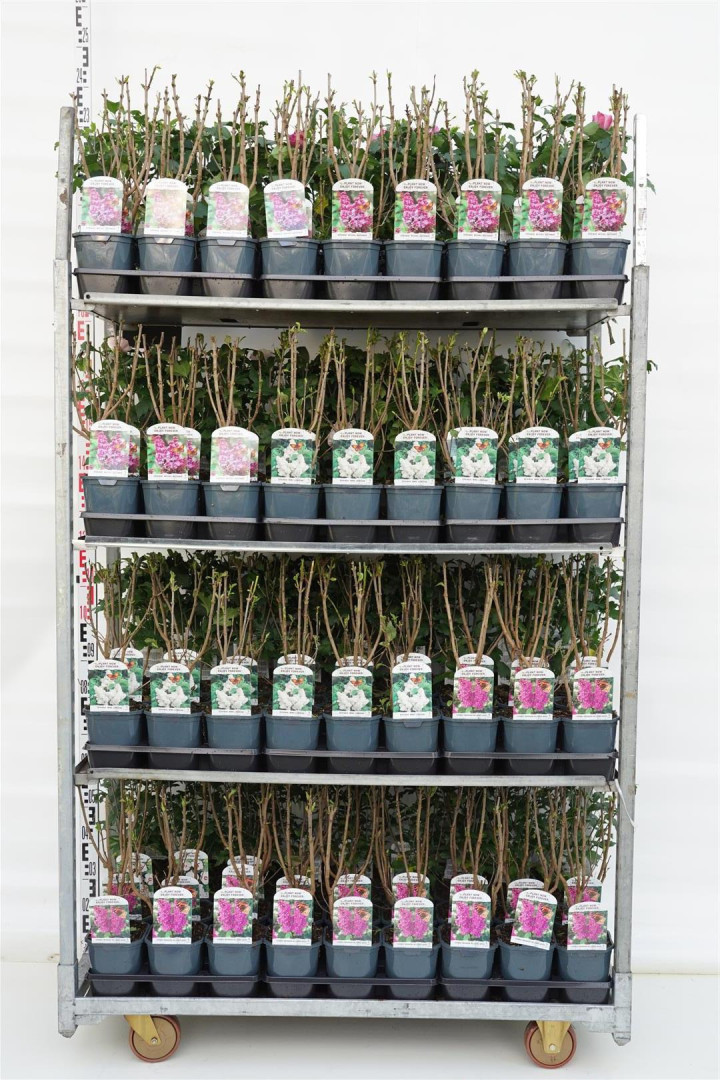 Gauruotoji alyva MIX (Lot Syringa vulgaris)  C2/P17 3x48 'And an Ludwig Spath', 'Michel Buchner' & Mme Lemoine'