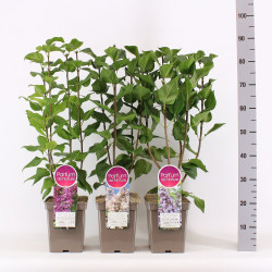 Gauruotoji alyva MIX (Lot Syringa vulgaris) C5/P23 50-70 CM - nuotrauka 2