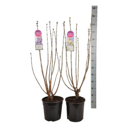 Gauruotoji alyva MIX (Lot Syringa vulgaris)  C10 80-100 CM