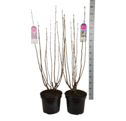 Gauruotoji alyva MIX (Lot Syringa vulgaris)  C15 90-120 CM 6+