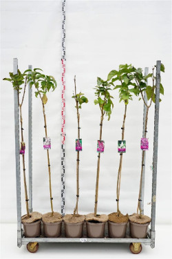 Gauruotoji alyva MIX (Lot Syringa vulgaris) C5/P23 STIEBAS 100 CM 2x7 'And. an Ludwig Spath' & 'Michel Buchner' & 2x8 'Mme Lemoi