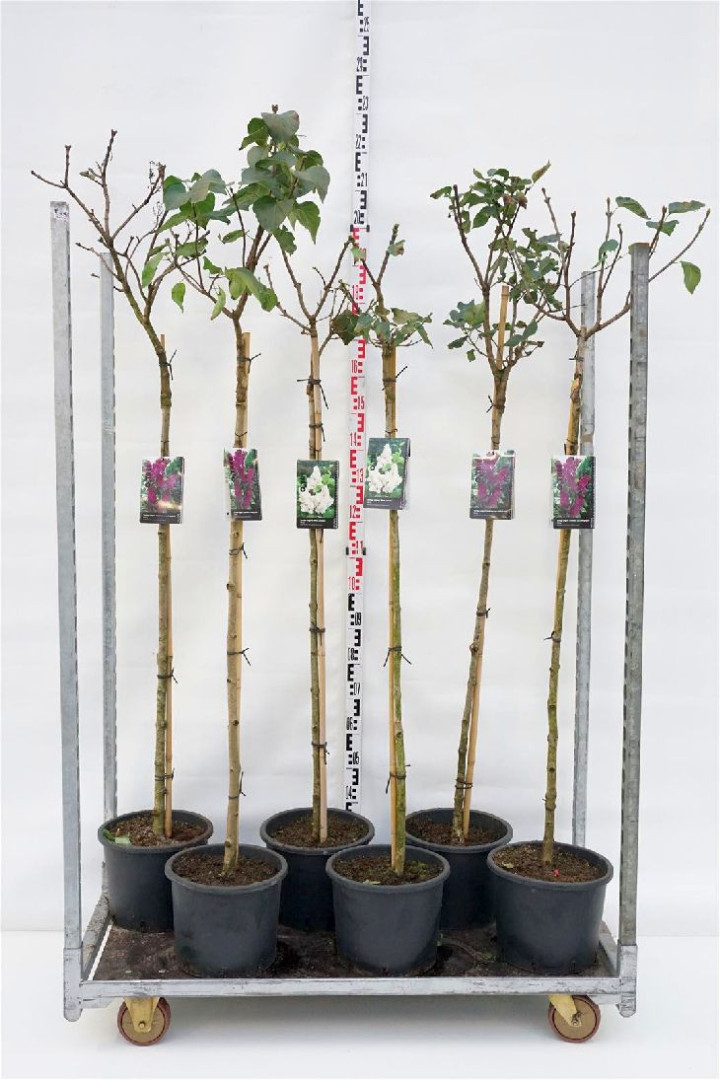 Gauruotoji alyva MIX (Lot Syringa vulgaris)  C10 STIEBAS 120 CM 3x5 'Charles Joly', 'Mme Lemoine' & 'And an Ludwig Spath'