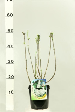 Alyva paprastoji (Lot Syringa v.) 'Mme Lemoine' C2/P17 30-40 CM | ALYVOS | KRŪMAI