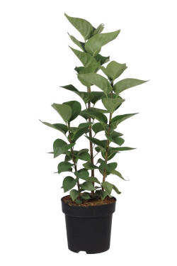Alyva paprastoji (Lot Syringa v.) 'Mme Lemoine' C3/P19 40-60 CM