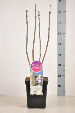 Alyva paprastoji (Lot Syringa v.) 'Mme Lemoine' C5/P23 50-70 CM 3-5 Branches - nuotrauka 1