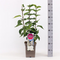 Alyva paprastoji (Lot Syringa v.) 'Mme Lemoine' C5/P23 50-70 CM 3-5 Branches - nuotrauka 2