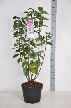 Alyva paprastoji (Lot Syringa v.) 'Mme Lemoine' C10 70-90 CM 4+ Branches - nuotrauka 1