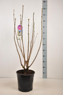 Alyva paprastoji (Lot Syringa v.) 'Mme Lemoine' C10 70-90 CM 4+ Branches - nuotrauka 2