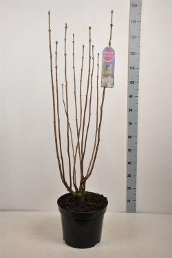 Alyva paprastoji (Lot Syringa v.) 'Mme Lemoine' C15 90-120 CM 6+ Branches - nuotrauka 2