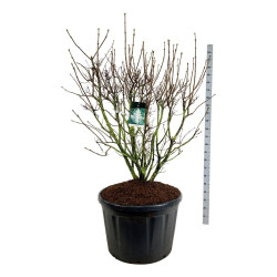 Alyva paprastoji (Lot Syringa v.) 'Mme Lemoine' C230 150-175 CM SOL | ALYVOS | KRŪMAI