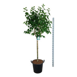 Alyva paprastoji (Lot Syringa v.) 'Mme Lemoine' C55 KOTAS 120 CM | ALYVOS | KRŪMAI