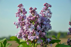 Alyva paprastoji (Lot Syringa v.) 'Michel Buchner' C5/P23 50-70 CM 3-5 Branches - nuotrauka 1