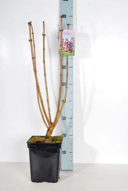 Alyva paprastoji (Lot Syringa v.) 'Michel Buchner' C5/P23 50-70 CM 3-5 Branches - nuotrauka 2