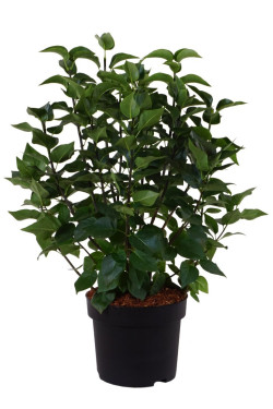 Alyva paprastoji (Lot Syringa v.) 'Michel Buchner' C10 60-80 CM