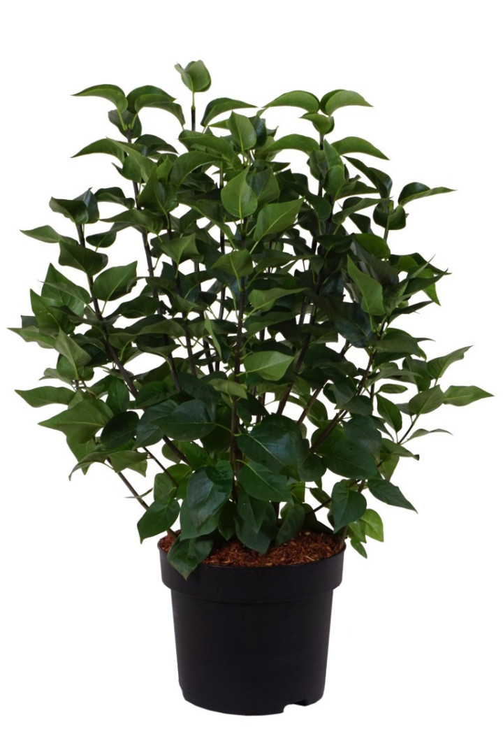 Alyva paprastoji (Lot Syringa v.) 'Michel Buchner' C10 60-80 CM
