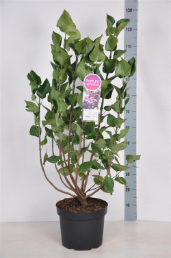 Alyva paprastoji (Lot Syringa v.) 'Michel Buchner' C10 70-90 CM 4+ Branches - nuotrauka 1
