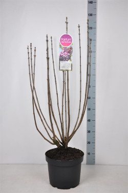 Alyva paprastoji (Lot Syringa v.) 'Michel Buchner' C10 70-90 CM 4+ Branches - nuotrauka 2