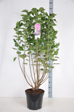 Alyva paprastoji (Lot Syringa v.) 'Michel Buchner' C15 90-120 CM 6+ Branches - nuotrauka 1